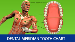 Dentist Sterling Heights - Tooth Chart