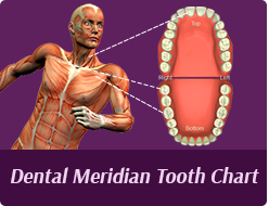  Cosmetic Dentist Farmington Hills - Dental Meridian Tooth Chart